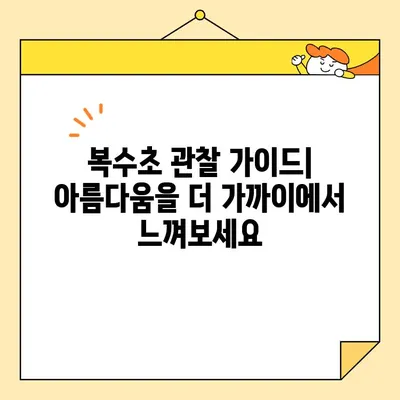 복과 장수의 꽃, 복수초| 봄을 알리는 황홀한 만남 | 야생화, 설경, 꽃말, 전설,  복수초 관찰 가이드